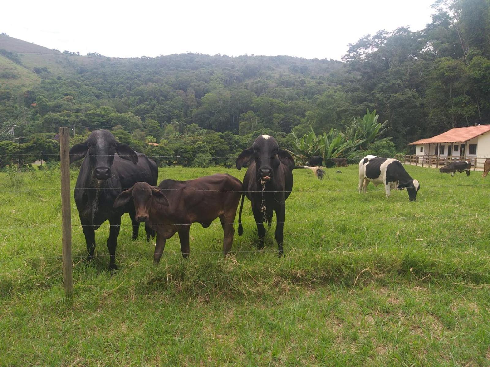 Fazenda Piloes Villa Petrópolis Dış mekan fotoğraf