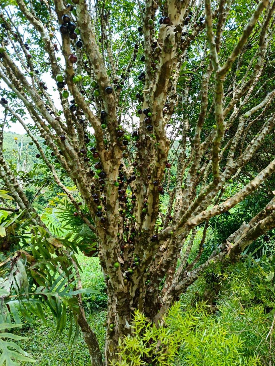 Fazenda Piloes Villa Petrópolis Dış mekan fotoğraf